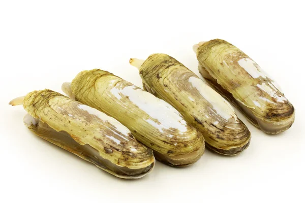 Razor clams — Stock Photo, Image