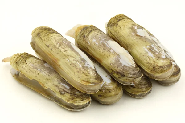 Soft razor clams — Stock Photo, Image