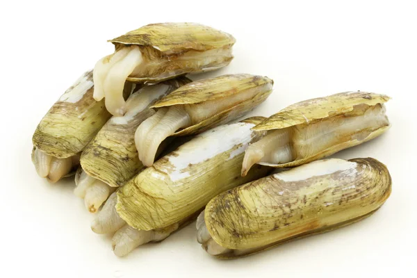 Handful of razor clams — Stock Photo, Image