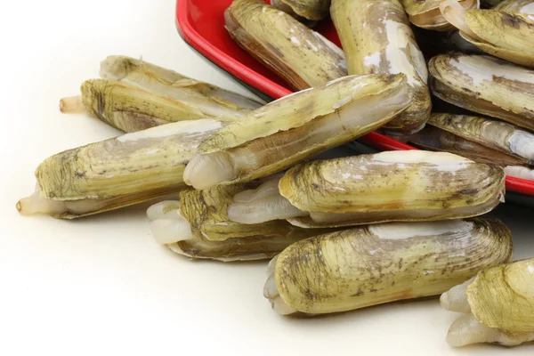 Razor clams in bowl — Stock Photo, Image