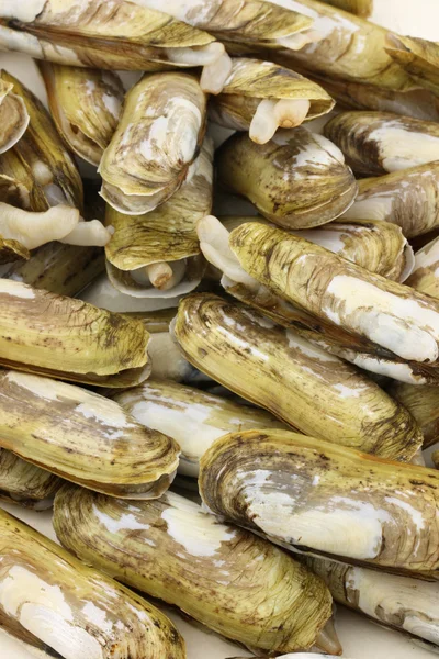 Raw razor clams — Stock Photo, Image