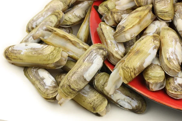 Razor musslor i skål — Stockfoto