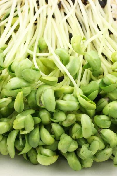 Natural black bean sprouts — Stock Photo, Image