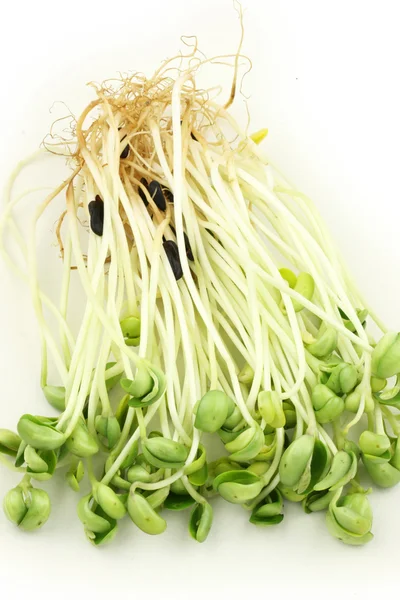 Handful of bean sprouts — Stock Photo, Image
