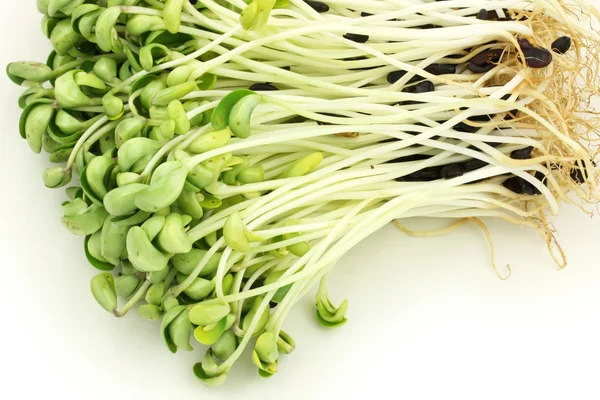 Black bean sprouts heap — Stock Photo, Image