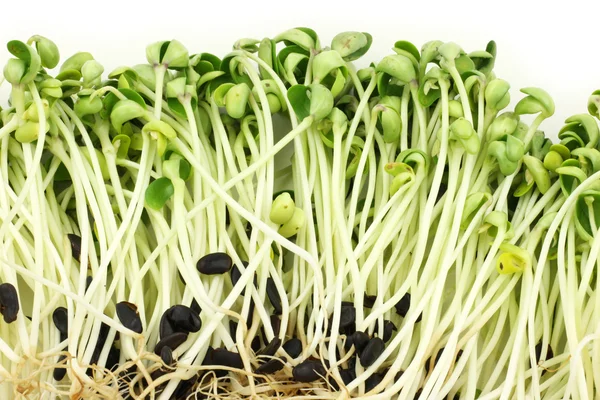 Black bean sprouts — Stock Photo, Image