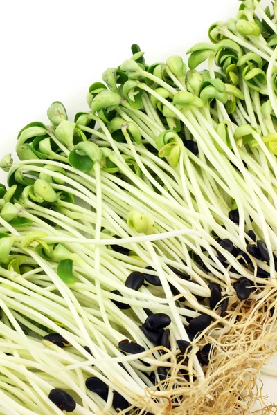 Black bean sprouts — Stock Photo, Image