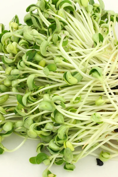 Natural black bean sprouts — Stock Photo, Image