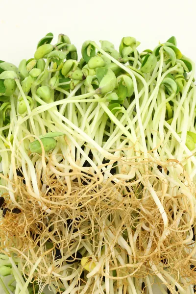 Black bean sprouts heap — Stock Photo, Image