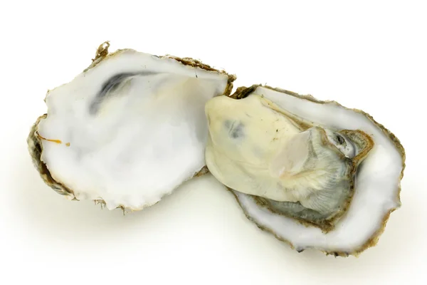 Marine oysters — Stock Photo, Image