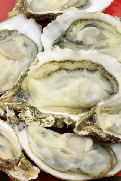 Alive oysters — Stock Photo, Image