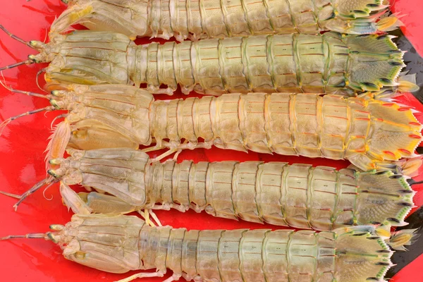 Plate of Mantis Shrimps — Stock Photo, Image