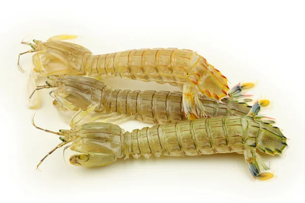 Crevettes Mantis crues — Photo
