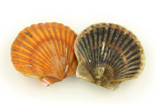 Two scallops — Stock Photo, Image