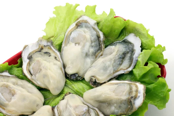 Raw opened oysters — Stock Photo, Image