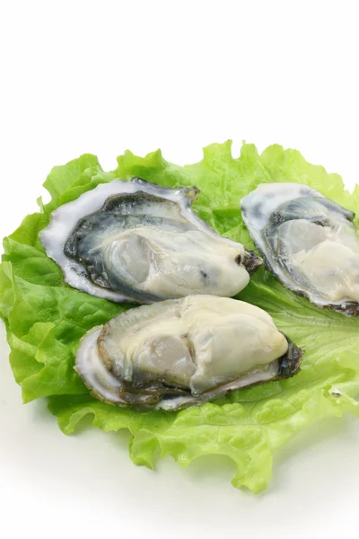Fresh opened oysters — Stock Photo, Image
