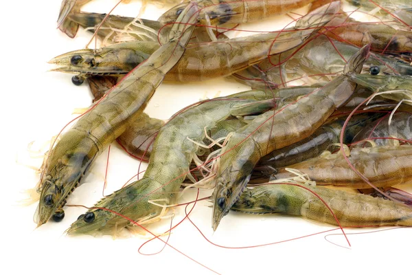 Crevettes bouillies — Photo