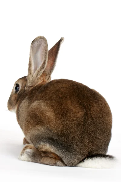 面白いウサギ — ストック写真
