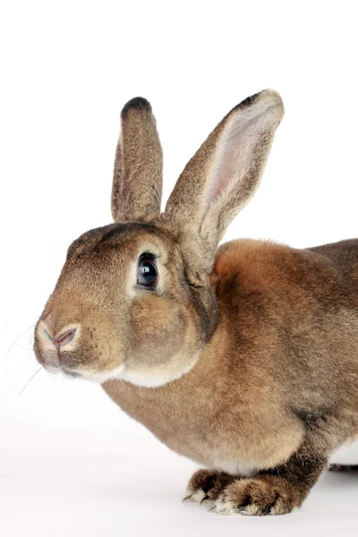 Kopf des Hasen — Stockfoto