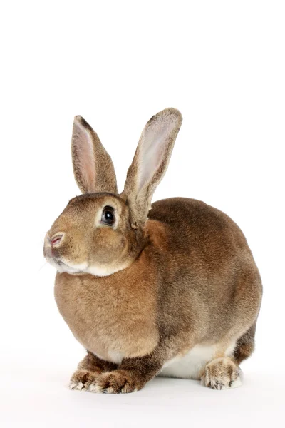 Divertente coniglietto — Foto Stock