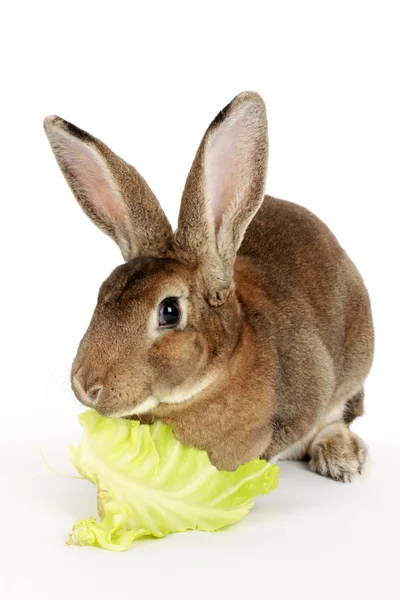 Bunny and cabbage — Stock Photo, Image