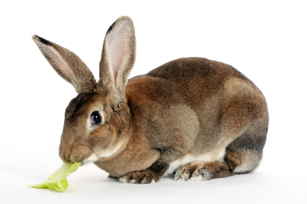 Bunny with cabbage — Stock Photo, Image