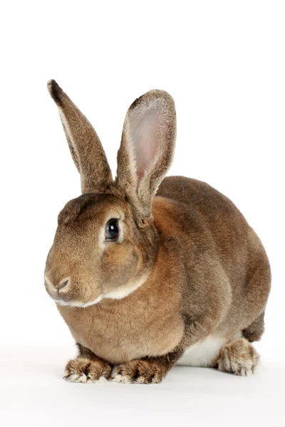 Měkký bunny — Stock fotografie