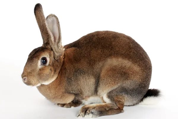 Liggande bunny — Stockfoto