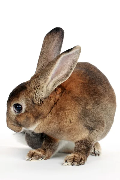 Coniglietto con grandi orecchie — Foto Stock
