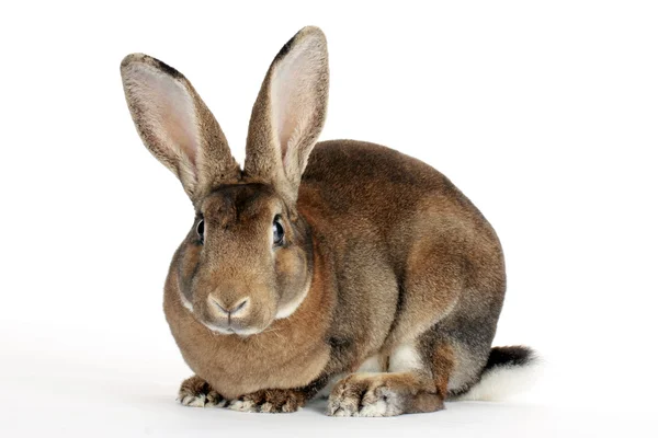 Funny bunny — Stockfoto