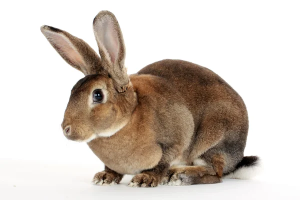 Attentive bunny — Stock Photo, Image