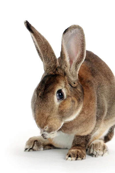 Lustiges Häschen — Stockfoto