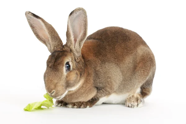 Bunny och kål — Stockfoto
