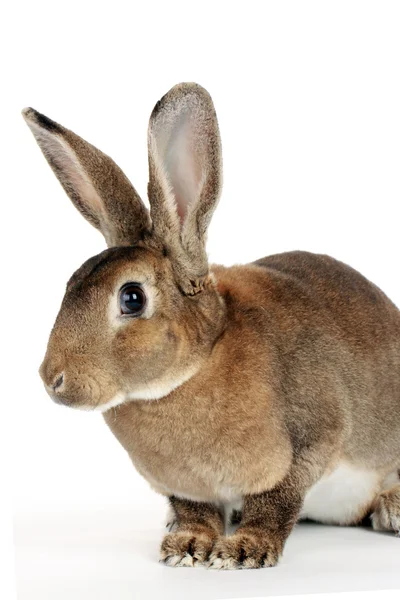 Brown bunny — Stock Photo, Image