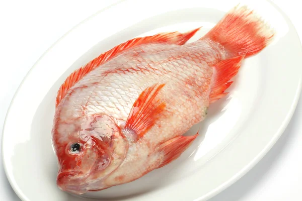 Red snapper — Stok fotoğraf