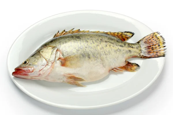 Pesce mandarino in piatto — Foto Stock