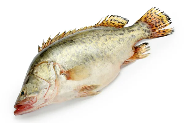 Frischer Mandarinenfisch — Stockfoto