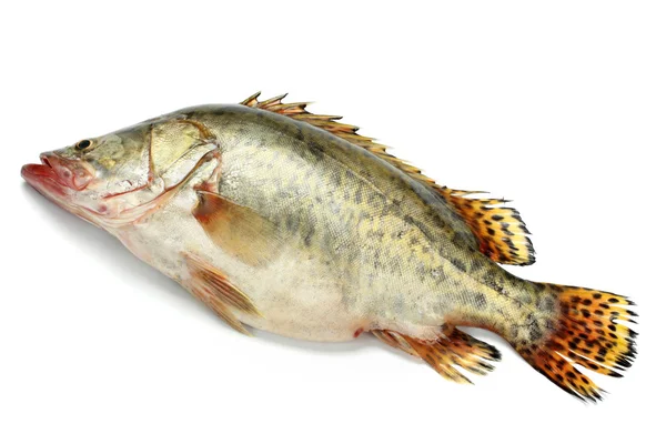 Whole mandarin fish — Stock Photo, Image