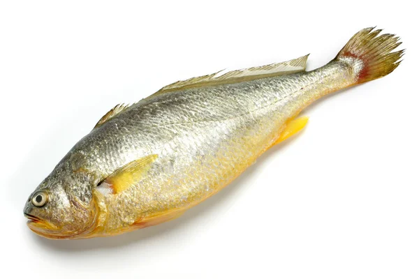 Krächzerfische — Stockfoto