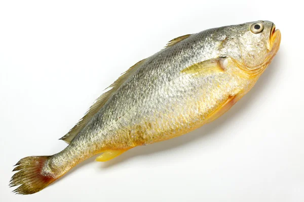 Panikarz ryb — Zdjęcie stockowe