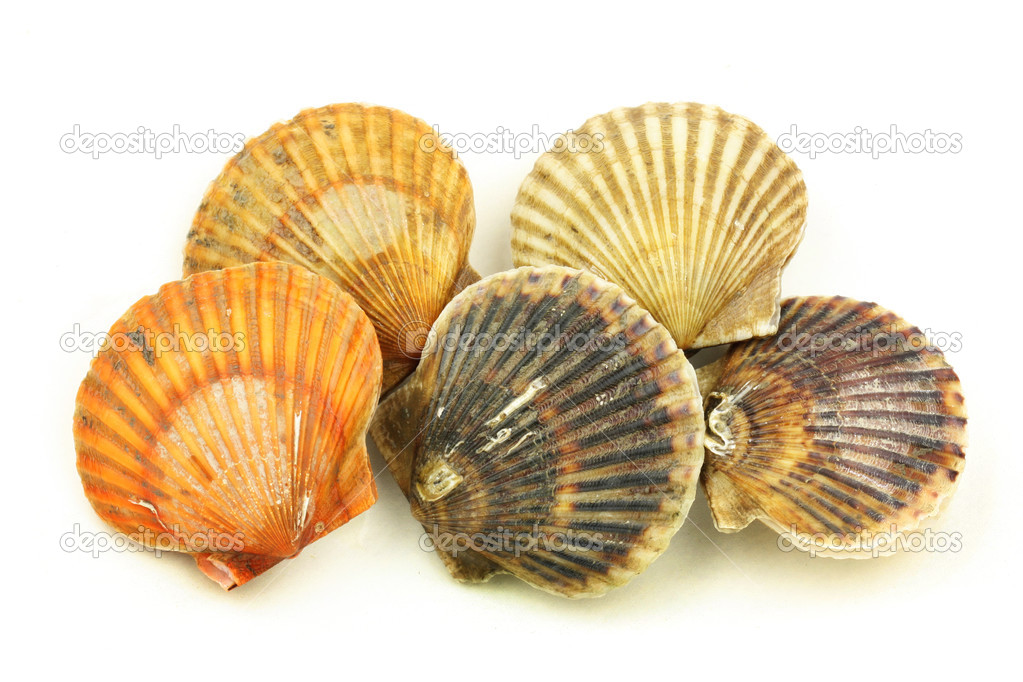 Raw scallops