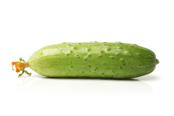 Pepino verde —  Fotos de Stock