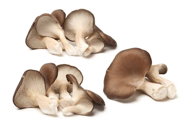 Oyster mushrooms — Stock Photo, Image