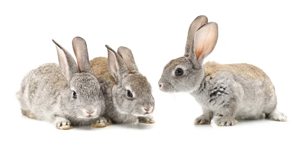 Gray rabbits — Stock Photo, Image