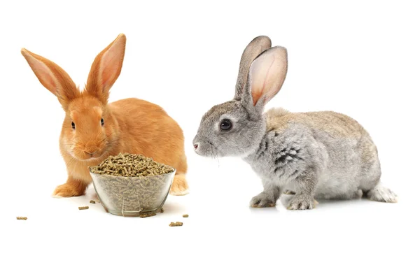 Rabbits feeding — Stock Photo, Image