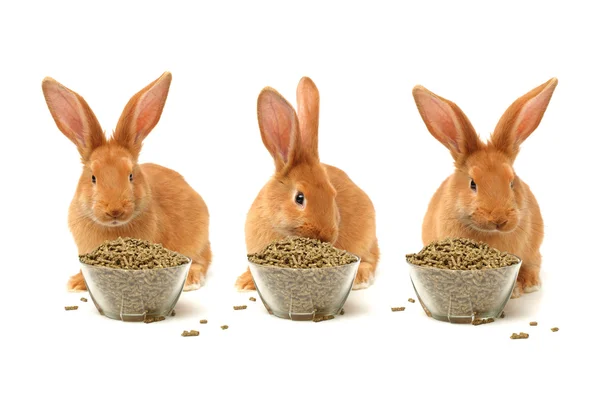 Orange rabbits feeding — Stock Photo, Image