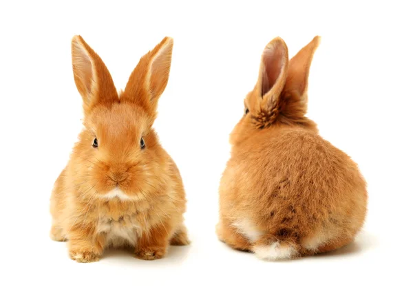Conejos de naranja — Foto de Stock