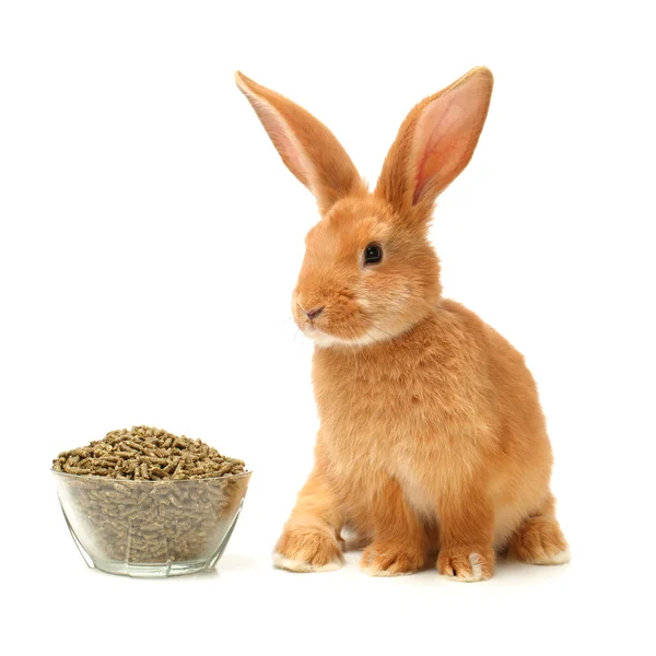 Oranje konijn voeding — Stockfoto