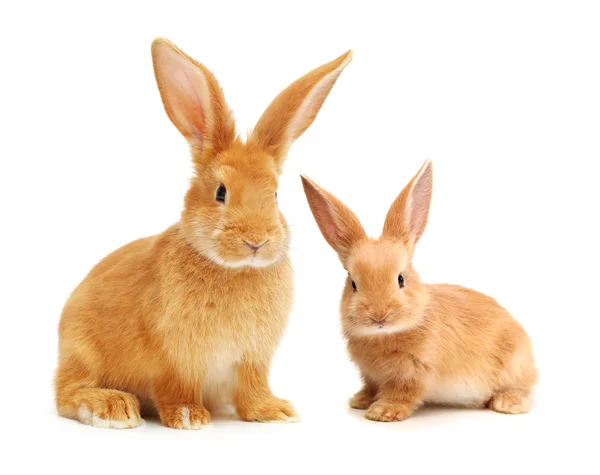 Помаранчевий кроликів Ліцензійні Стокові Фото