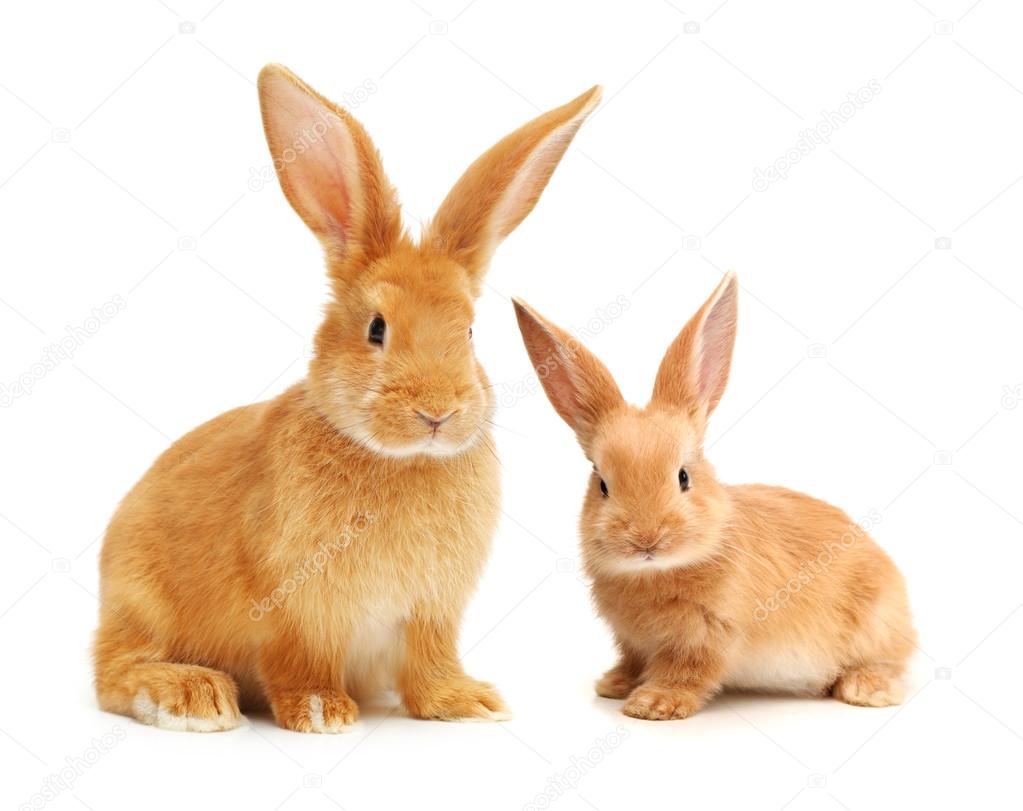 Orange rabbits